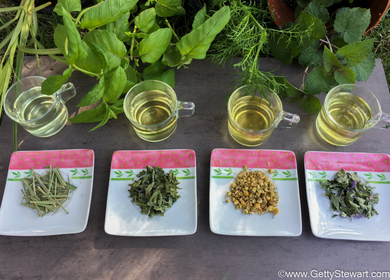 Herbs for Tea in garden 
